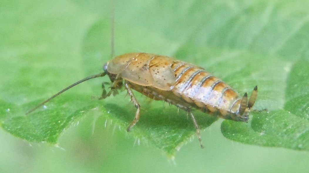 Ectobius sp.